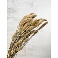 Setaria Seca Natural Blanca 70cm 150g