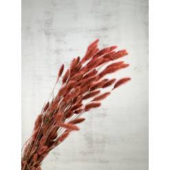 Setaria Seca Natural Rosa 70cm 120g