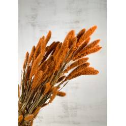 Setaria Seca Natural Terracotta 75cm 150g