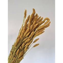 Setaria Seca Natural Amarilla 70cm 300g