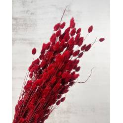 Phalaris Seco Natural Rojo 70cm 160g