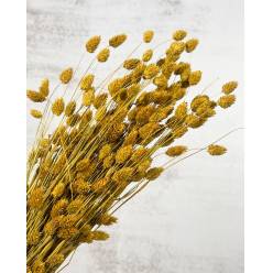 Phalaris Seco Natural Amarillo 70cm 200g