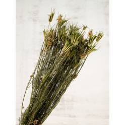 Nigella Orientalis Seca Natural 60cm 75g