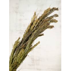 Panicum Miliaceum Natural 70cm 135g