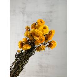 Helichrysum Seco Natural Amarillo 55cm 90g