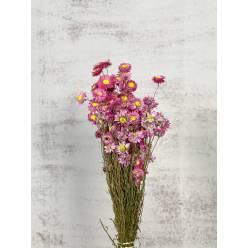 Rodanthe Seco Natural Rosa