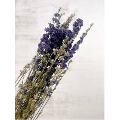 Delphinium Seco Natural Azul 70cm 90g