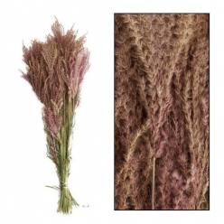 Miscanthus Seco Natural 65cm 25g