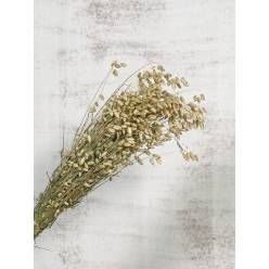 Briza Maxima Seca Natural 60cm 120g