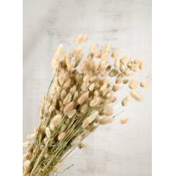 Lagurus Seco Natural 60cm 120g