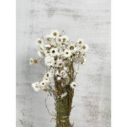 Acroclinium Seco Natural Blanco 50cm 60g