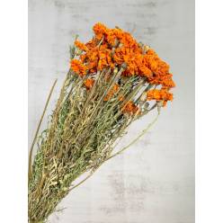 Tagetus Seco Natural Naranja 65cm 130g