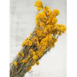 Sanfordii Seco Natural 60cm 110g