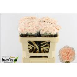 Clavel Hol. 65cm x10 Vera