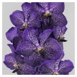 Vanda Sapphire x16