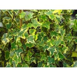 P. Hedera He kolibri 19/70cm x4