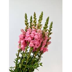 Antirrhinum Hol. Poto Pink 75cm