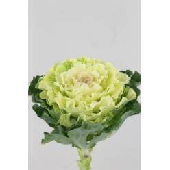 Brassica Hol. White Lady 60cm