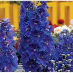 Delphinium Hol. El Guardian Blue 80cm "T10"