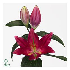 Oriental Hol. Rj.  Pico 75cm 2/3 flores