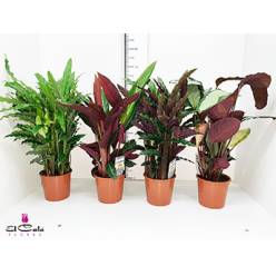 P. Calathea Mixta 17/65cm x6