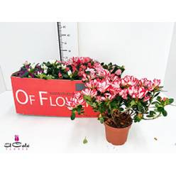 P. Azalea Si Mixta 12/22m "CC8"