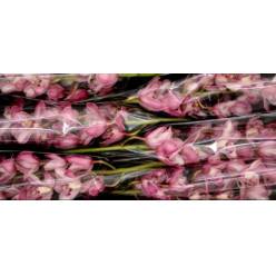 Cymbidium x6 Jill 80cm Rs.