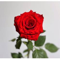 Rosa Ecu. Royal Explorer 70cm Rj