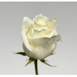 Rosa Ecu. Artica 70cm