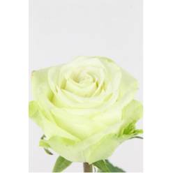 Rosa Hol. Adalonia 60cm Bl.