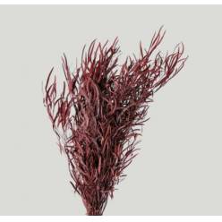Eucalipto Nicoly Preservado Rojo 40/60cm