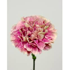 Clavel Hol. 55cm Antigua Bic