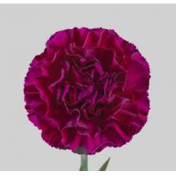 Clavel Col. Select Mirage lila