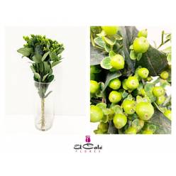 Hypericum Ecu. Jungle Romance 50cm "T25" Vd.