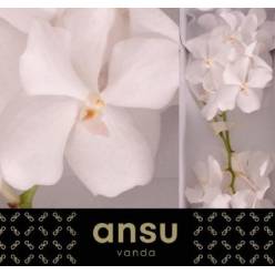 Vanda Ansu x16 Bl.