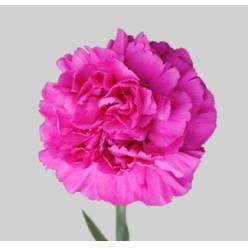 Clavel Col. Fancy Tiepolo