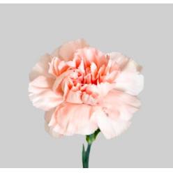 Clavel Col. Fancy Novia Sal.