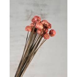 Black Daisy Seco Rosa Claro 35cm (20 tallos)