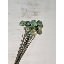 Black Daisy Seco Verde Manzana 35cm (20 tallos)