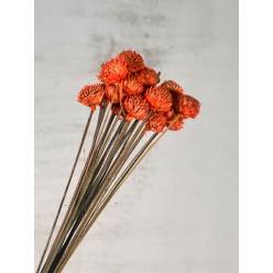 Black Daisy Seco Naranja 35cm (20 tallos)