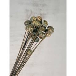 Black Daisy Seco Aguamarina 35cm (20 tallos)
