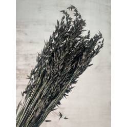 Avena Seca Natural Negra 66cm