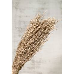 Star Grass Seco White Wash 100g