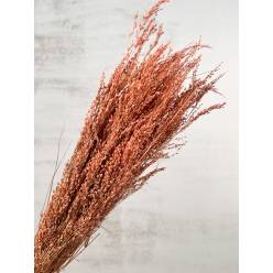 Star Grass Seco Terracotta 100g