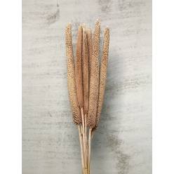 Babala Seca Rosa Claro 70cm (10 Tallos)