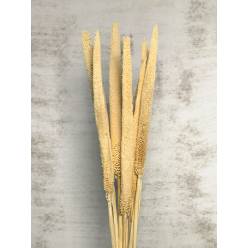 Babala Seca Crema 70cm (10 Tallos)