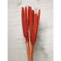 Babala Seca Salmon 70cm (10 Tallos)
