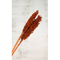 Indian Corn Nature Terracotta 70cm (3 Tallos)