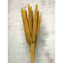 Babala Seca Ocre 70cm (10 Tallos)