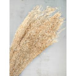 Munni Grass Nature Crema 60cm 90g